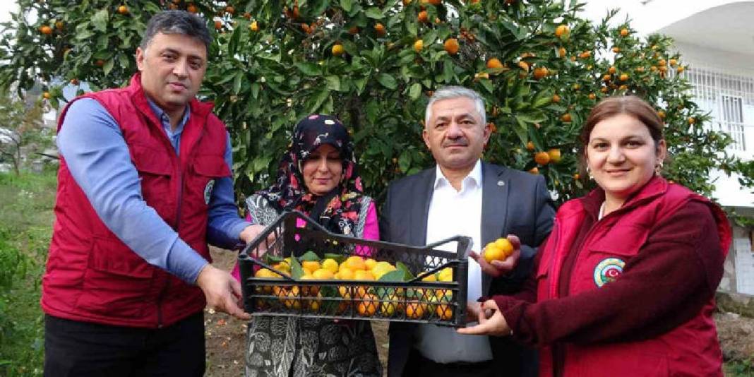 Akdeniz'de değil Ordu'da yetişiyor! 140 tonluk üretimde hasat vakti: 25 TL’den satışa çıkıyor 5